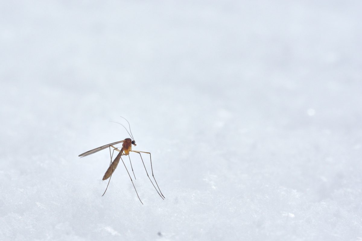 A mosquito in a white landscape.